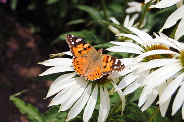 Schmetterling
