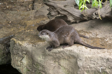 Asian small-clawed otters on the stone