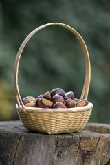 Sweet chestnuts in light small wicker basket on wooden stump, unpeeled nuts in hard shells