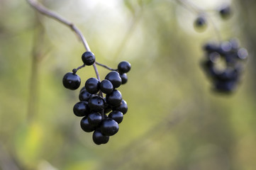 Ligustrum vulgare ripened black berries fruits, shrub branches with leaves