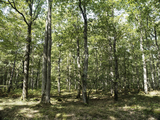 Au coeur de la forêt de chênes de Tronçais dans l'Allier