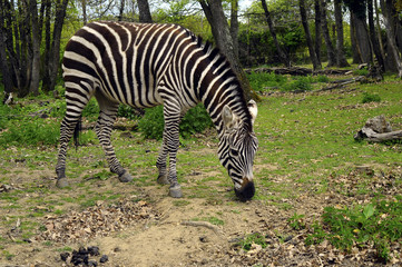 Fototapeta na wymiar Black and white Zebra in zoo, France
