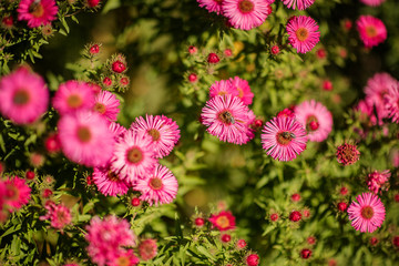 hot pink flowers with bees on a sunny day 