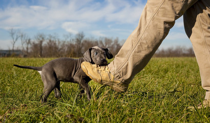 A cute little blue great Dane puppy shoes on the shoe of her owner's outstretched leg in a green...