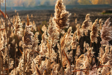 autumn cane © Михаил 