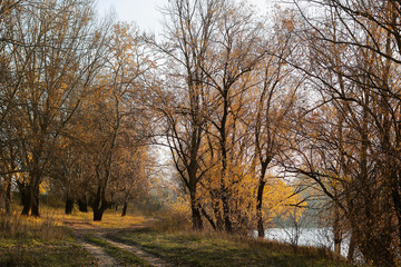 trees near the river. autumn