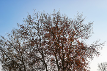 autumn trees against the sky