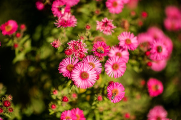 hot pink flowers with bees on a sunny day 