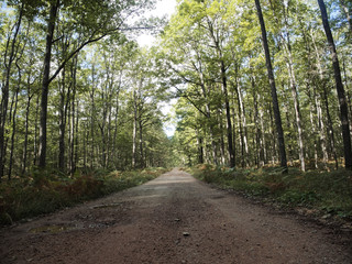 Obraz premium chemin forestier de la forêt de tronçais