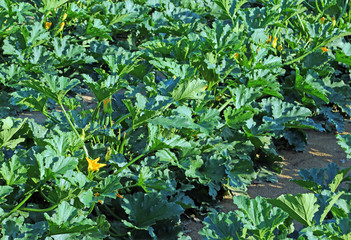 farmed agricultural field of zucchini with blossomed flowers