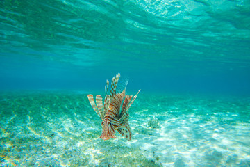Lion fish swimming under water