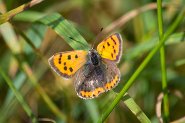 Small Copper butterfly on a blade of grass