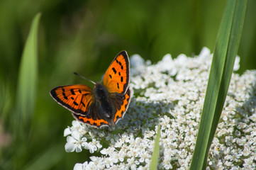 Small Copper on Cow Parsley