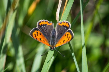 Small Copper butterfly on grass