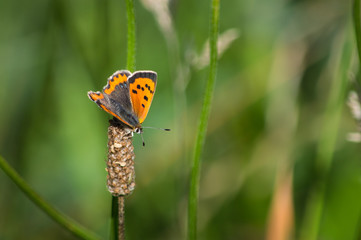 Small Copper butterfly on a seedhead