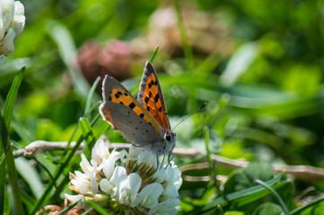Small Copper butterfly on white clover