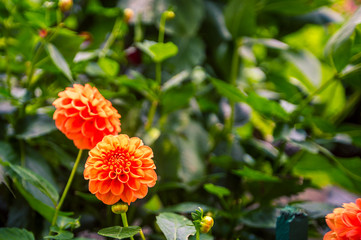 Blooming orange dahlia 
