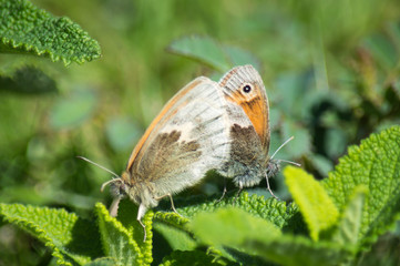 Small Heath butterflies mating