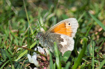 Small Heath butterfly on clover
