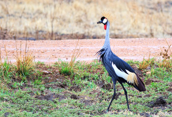 grey crowned crane, Balearica regulorum,