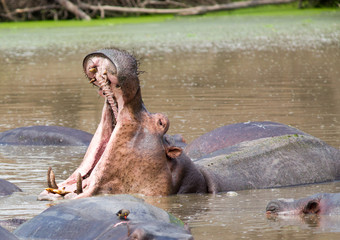 Fototapeta premium Large Hippopotamus yawning with large teeth amongst a pod of other hippo's in Mfuwe, South Luangwa, National Park, Zambia