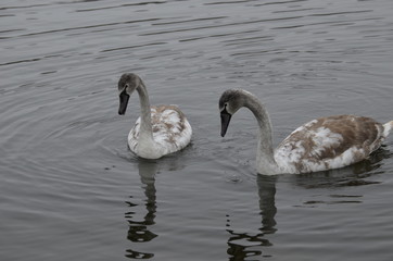 Молодые лебеди на озере 