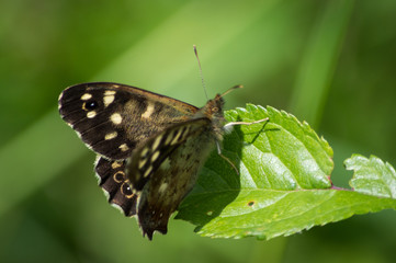 Speckled Wood butterfly on a green leaf