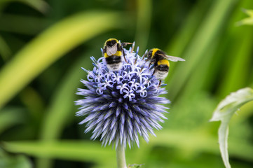 Two White-tailed Bumblebees on a purple flower