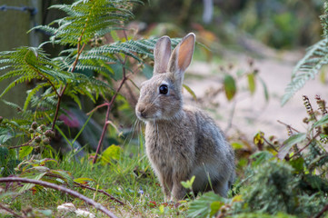 Wild rabbit among the ferns