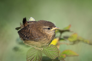 Wren juvenile on bramble leaves