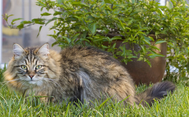 Naklejka na ściany i meble Adorable male cat of siberian breed in the garden, long haired pet