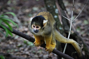Naklejka na ściany i meble Black-capped squirrel monkey, South Africa