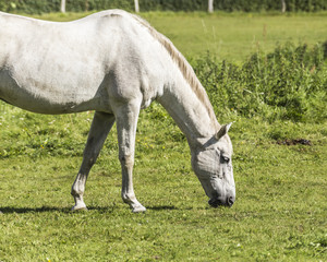 Obraz na płótnie Canvas a white horse in the meadow
