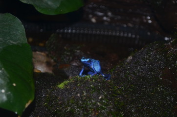 blue frog