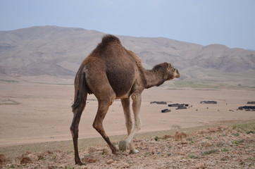 wild camel