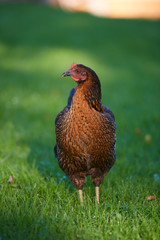 Free range chickens in field