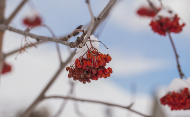 Rowan berry in winter on a tree snow in the sunny day