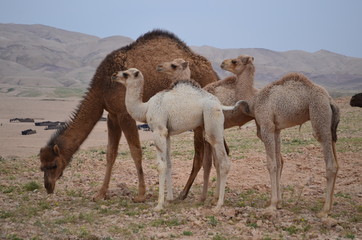 wilde camels