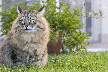 Naklejka na ściany i meble Brown tabby cat sitting on the grass green. Siberian hypoallergenic 