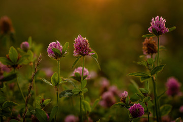 clover field against sun set