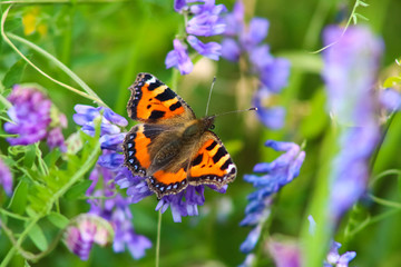 tortoishell