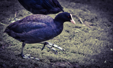 coot