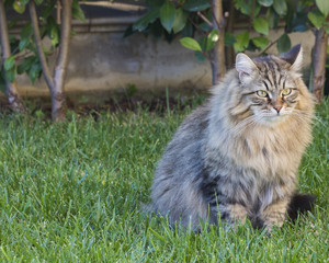 Naklejka na ściany i meble Brown tabby cat on the grass green, siberian purebred male