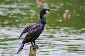 cormorant 1