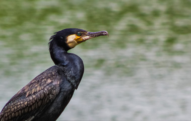 cormorant 5