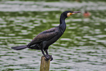 cormorant 2