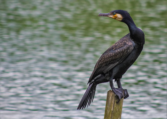 cormorant 7