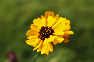 yellow flower