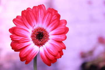 Gerbera flower 