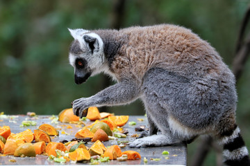 Ring-tailed lemurs in South Africa